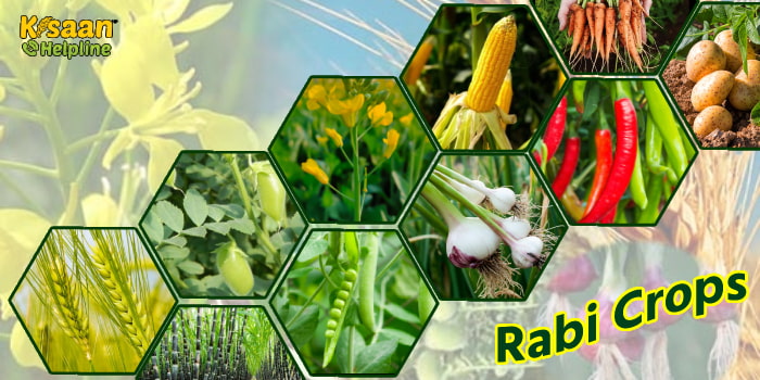 जानिए रबी फसलों के अंतर्गत आने वाली प्रमुख फसलें