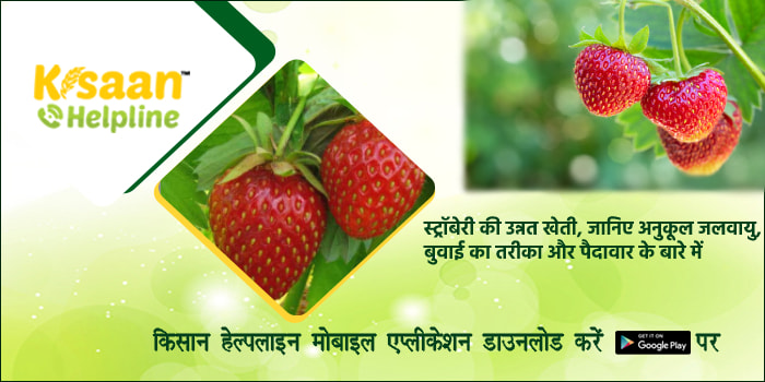 स्ट्रॉबेरी की उन्नत खेती, जानिए अनुकूल जलवायु, बुवाई का तरीका और पैदावार के बारे में