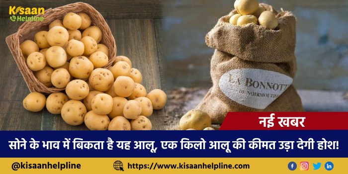 सोने के भाव में बिकता है यह आलू, एक किलो आलू की कीमत उड़ा देगी होश