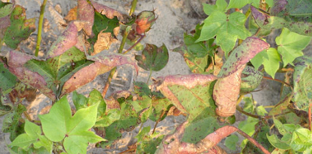 कपास में फ्यूसेरियम विल्ट रोग का नियंत्रण कैसे करे, पढ़े और शेयर करे 