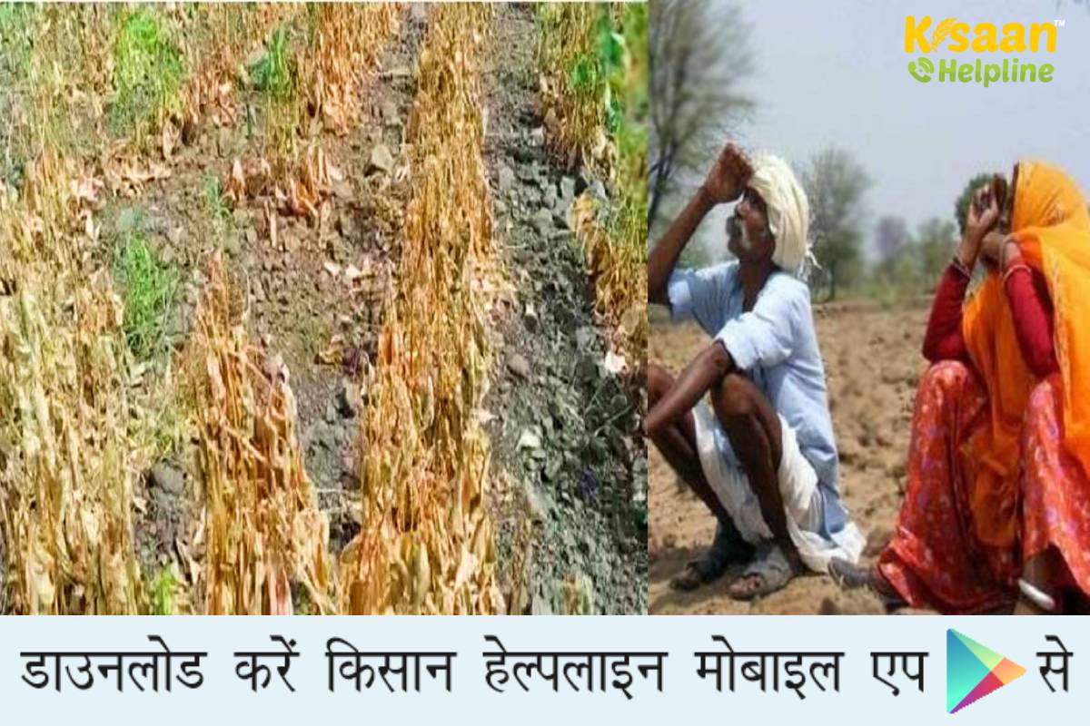 राजस्थान के कई जिलों में कम बारिश से फसलों के भारी नुकसान के आंकलन हेतु सर्वे, फसल बीमा योजना के तहत किसानों को जल्द दिया जाये मुआवजा