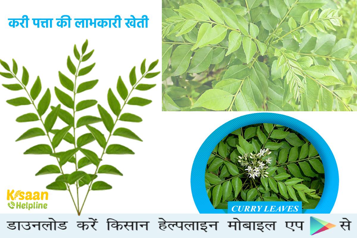 करी पत्ता की लाभकारी खेती, जानिए बुवाई से लेकर भंडारण तक की सम्पूर्ण जानकारी
