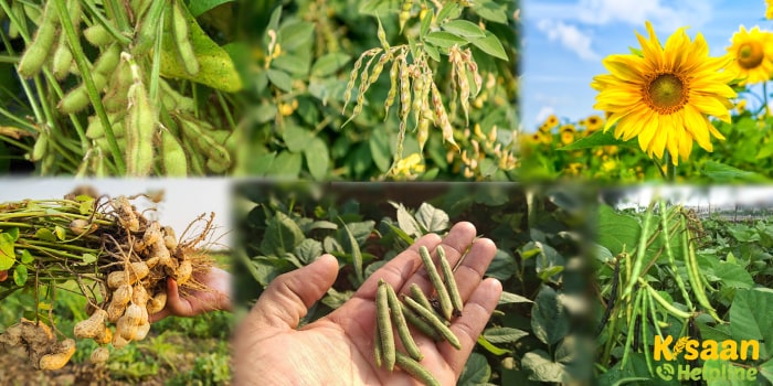 खरीफ फसलों की अच्छी उपज के लिए सितम्बर माह में करे ये महत्वपूर्ण कृषि कार्य