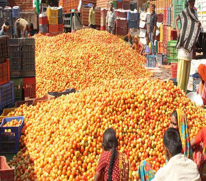 सही दाम नहीं मिले तो किसानों ने टमाटर फेंका सड़क पर