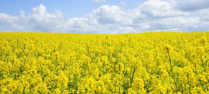 आइये जानते है कि अक्टूबर माह में किसान कौन -सा कृषि कार्य करें