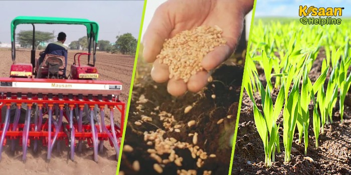 गेहूं की अगेती किस्म की बुवाई शुरू कर सकते है 20 अक्टूबर से, किसान भाई चालू कर दें रबी सीजन की तैयारियां