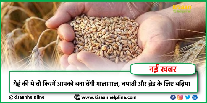 गेहूं की ये दो किस्में आपको बना देंगी मालामाल, चपाती और ब्रेड के लिए बढ़िया