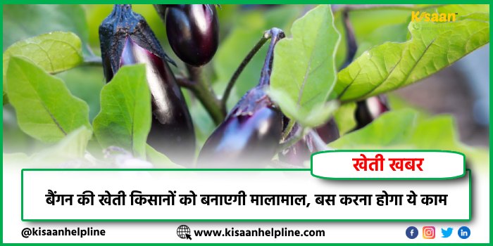 बैंगन की खेती किसानों को बनाएगी मालामाल, बस करना होगा ये काम