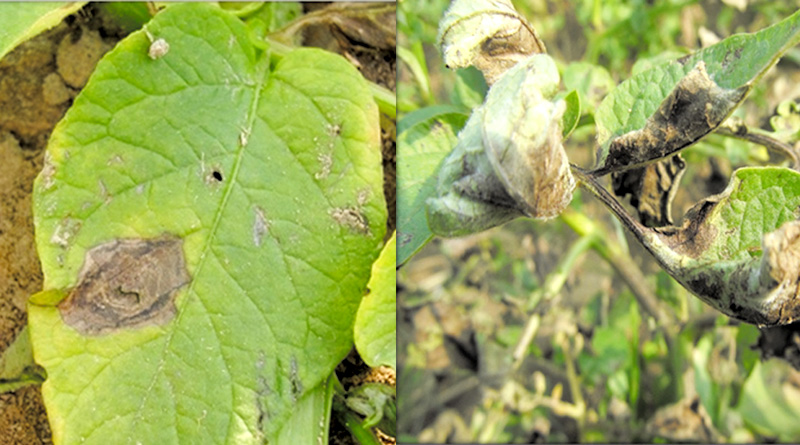 आलू में ब्लाइट कंट्रोल: अगेती झुलसा रोग और पछेती झुलसा रोग का इलाज कैसे करें?