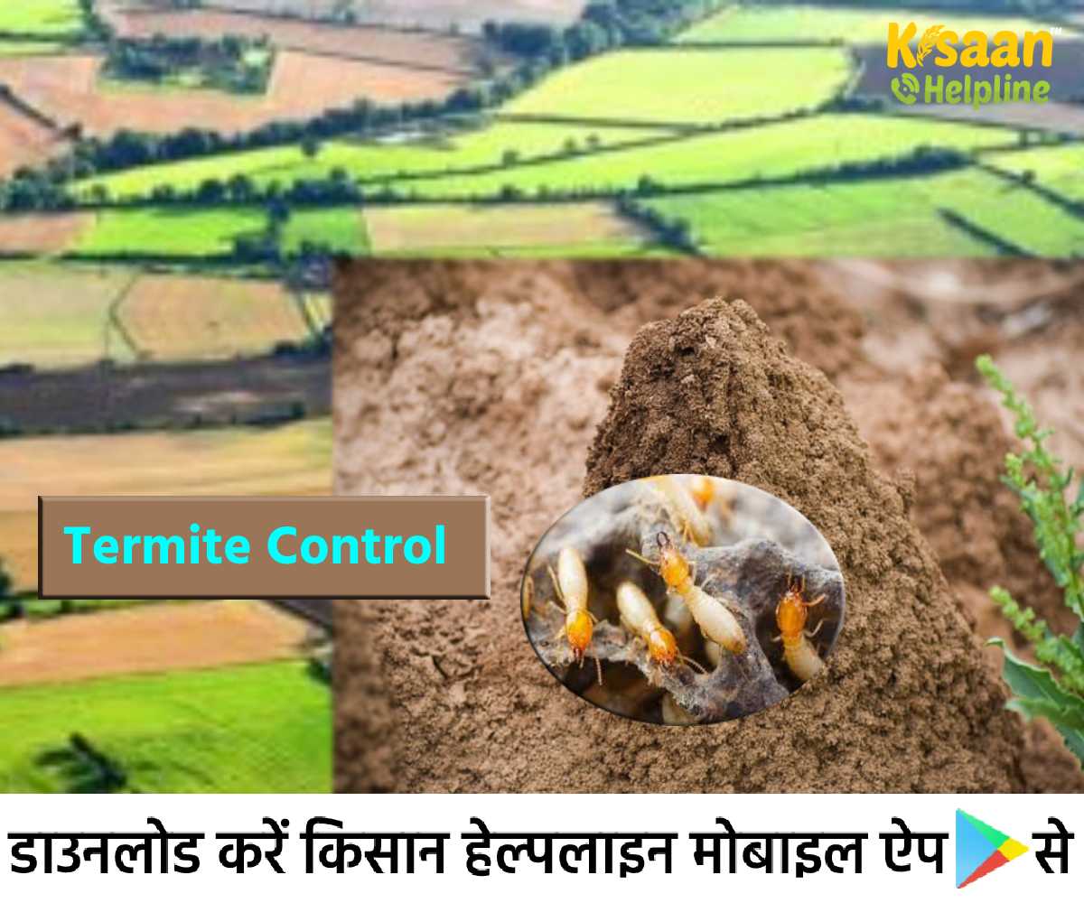 Termites Control: खेत और बगीचे में दीमक से फसल की सुरक्षा, जानिए दीमक को नियंत्रित करने के तरीके