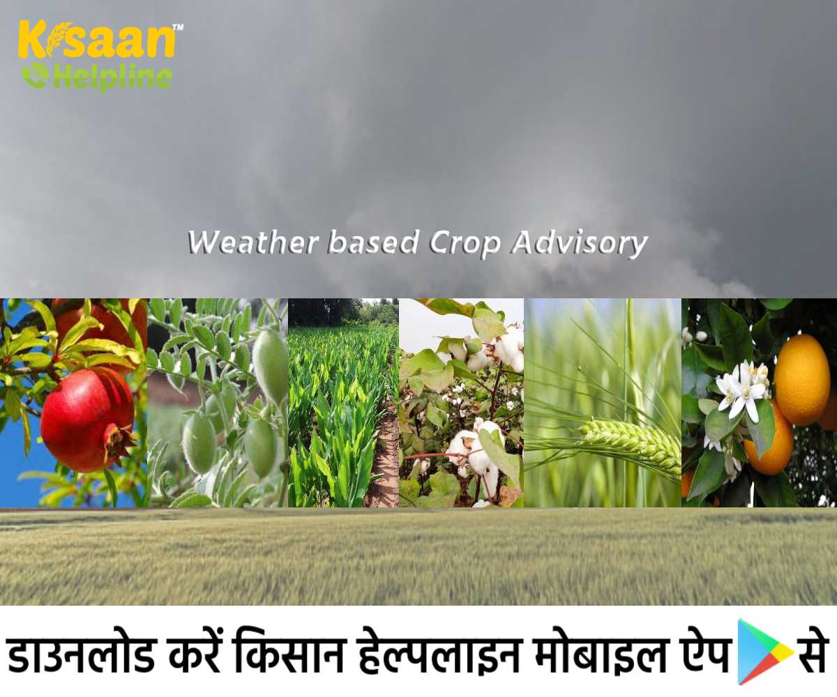 ख़राब मौसम के कारण फसलों को हानि, ICAR ने जारी की मौसम आधारित फसल सलाह