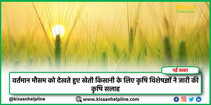 वर्तमान मौसम को देखते हुए खेती किसानी के लिए कृषि विशेषज्ञों ने जारी की कृषि सलाह