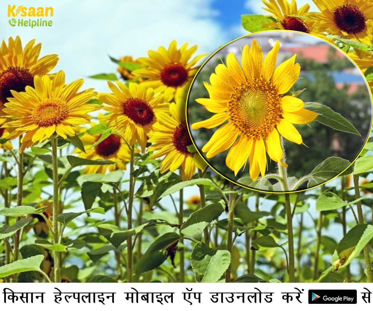 जानिए सूरजमुखी की खेती कैसे करें, बुवाई का सही समय और इसकी उन्नत किस्म