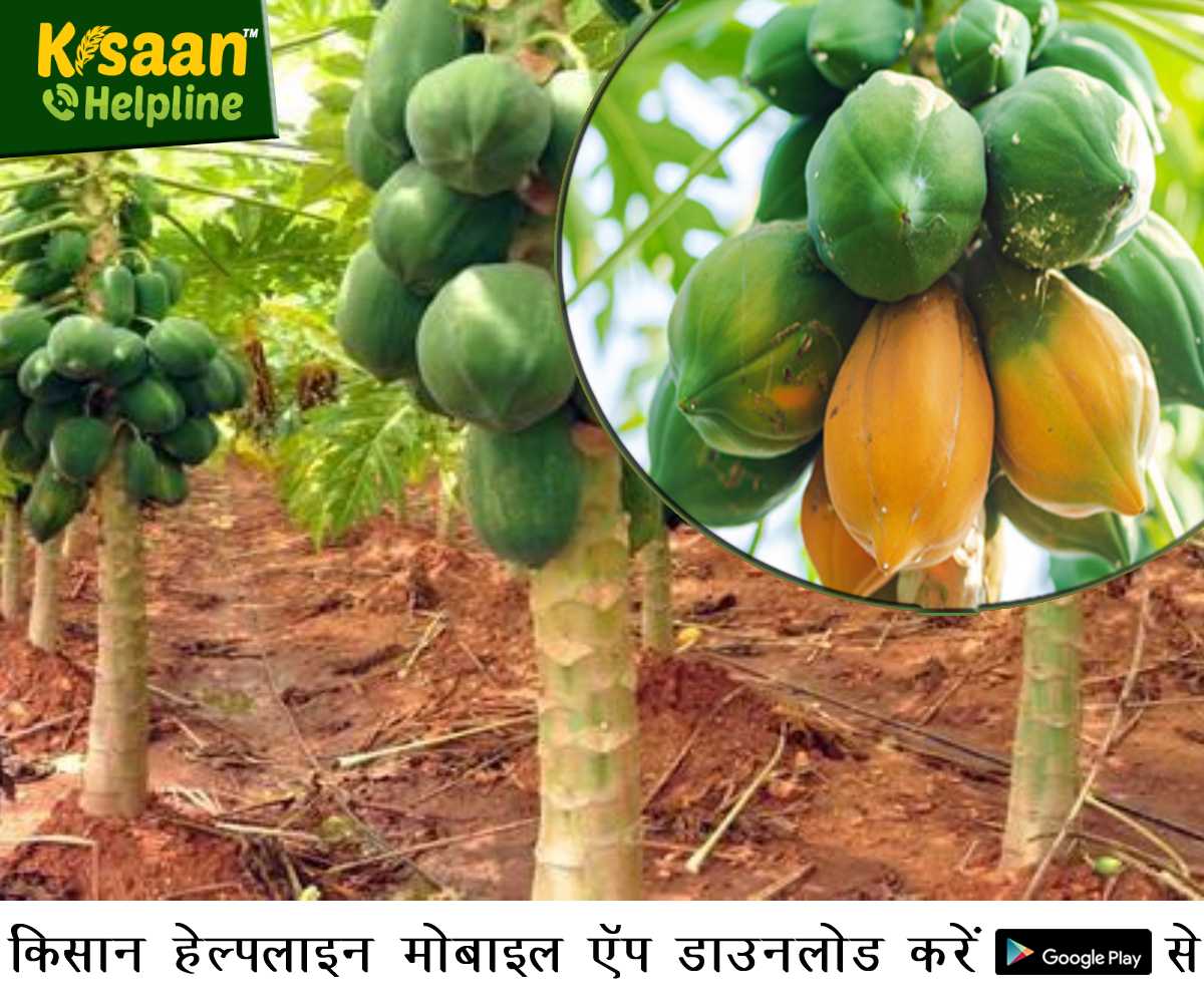 कृषि वैज्ञानिक की सलाह किसान भाई मार्च के महीने में पपीता की बुवाई शुरू कर दें