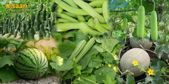 गर्मी के मौसम में फसलों को हानिकारक रोग एवं कीटों से बचाव के उपाय