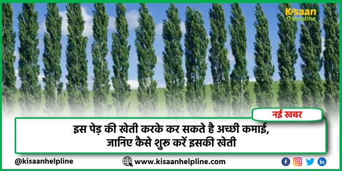 इस पेड़ की खेती करके कर सकते है अच्छी कमाई, जानिए कैसे शुरू करें इसकी खेती