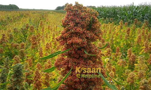 Big Project' for the PM