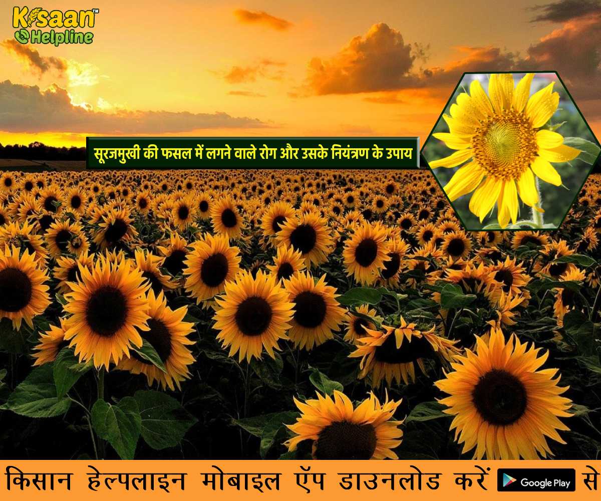 जानिए सूरजमुखी की फसल में लगने वाले रोग और उसके नियंत्रण के उपाय