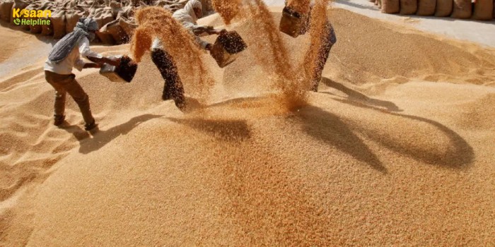 समर्थन मूल्य पर गेहूं खरीदी : बारिश और ओलावृष्टि में फीकी पड़ी गेहूं की चमक, उसे भी MSP पर खरीदेगी सरकार