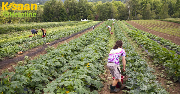 कृषि क्रांति किसानों को कार्बन उत्सर्जन कम करने के लिए प्रोत्साहित करती है