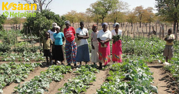 जलवायु-स्मार्ट प्रथाओं से जिम्बाब्वे में किसानों को सूखे का सामना करने में मदद मिलती है