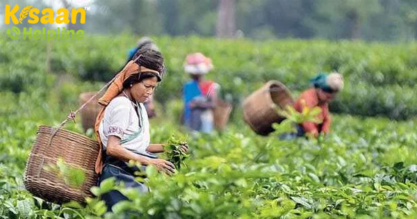 कांगड़ा चाय की खेती और बाजार विश्लेषण विस्तार से