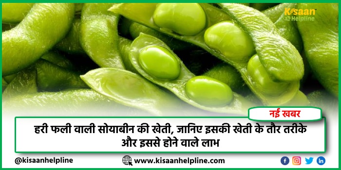 हरी फली वाली सोयाबीन की खेती, जानिए इसकी खेती के तौर तरीके और इससे होने वाले लाभ