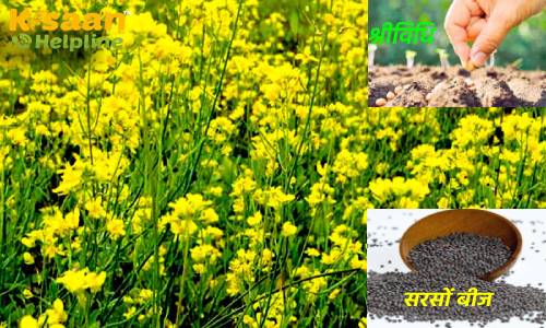 सरसों की फसल में अधिक पैदावार के लिए अपनाएं श्रीविधि, जानिए श्रीविधि तकनीक के बारे में