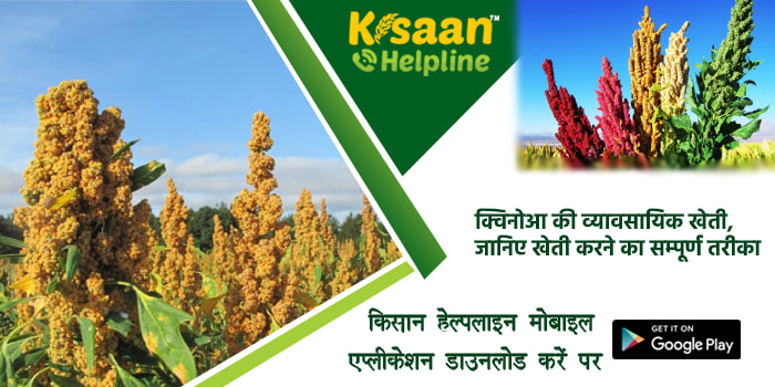 क्विनोआ की व्यावसायिक खेती, जानिए खेती करने का सम्पूर्ण तरीका