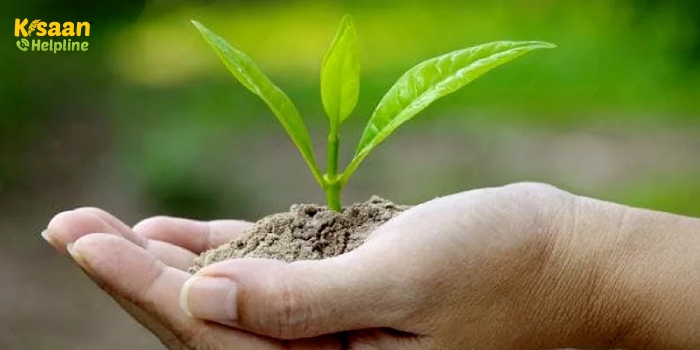 जैविक खेती में पंचगव्य एक जैविक उर्वरक, जानिए पंचगव्य बनाने की विधि और महत्व के बारे में