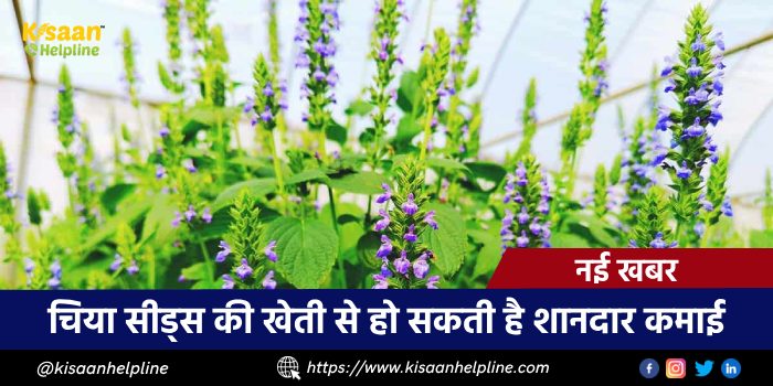 चिया सीड्स की खेती से हो सकती है शानदार कमाई, यहाँ जाने इसकी खेती का तरीका