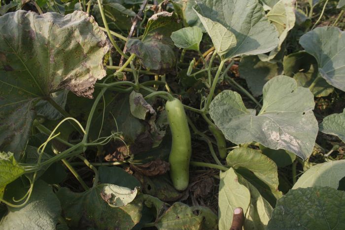 सब्जियों में पौधे के रोग लक्षण को इस तरह पहचाने, और शेयर करे