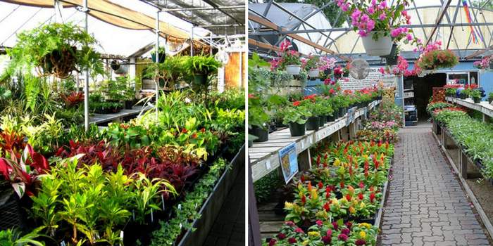 पौधे की नर्सरी कमाई का एक बहुत ही अच्छा और बेहतर विकल्प