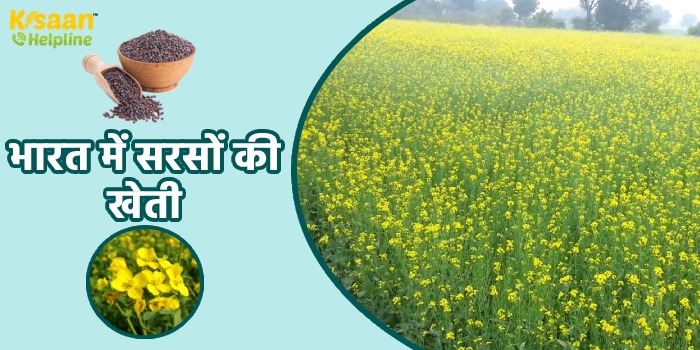 सरसों की व्यावसायिक खेती, जानिए सरसों की उन्नत खेती करने का तरीका