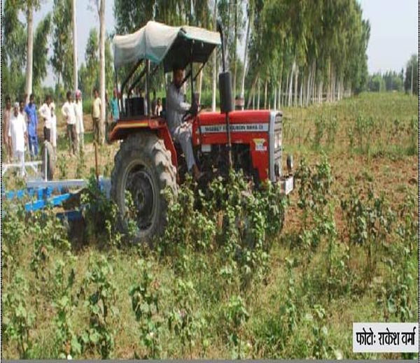 100 करोड़ का कपास खा गई सफेद मक्खी किसान ट्रैक्टर चलाकर नष्ट कर रहे अपने हाथों बोई फसल