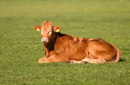 क्या आप जानते है, पशुपालन के लिए कौन सी गाय ज्यादा अच्छी होती है ?