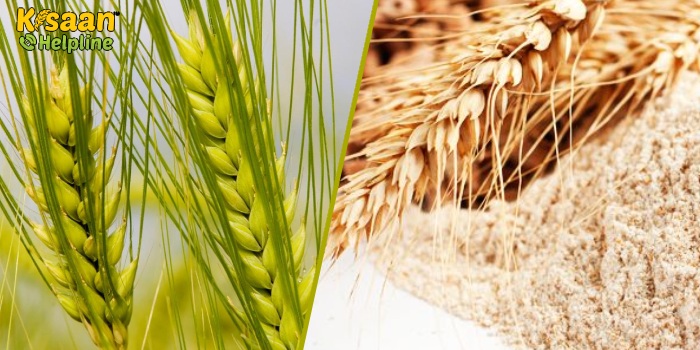 कठिया गेहूं की उन्नत खेती, जानिए कठिया गेहूं की उन्नतशील किस्मों के बारे में