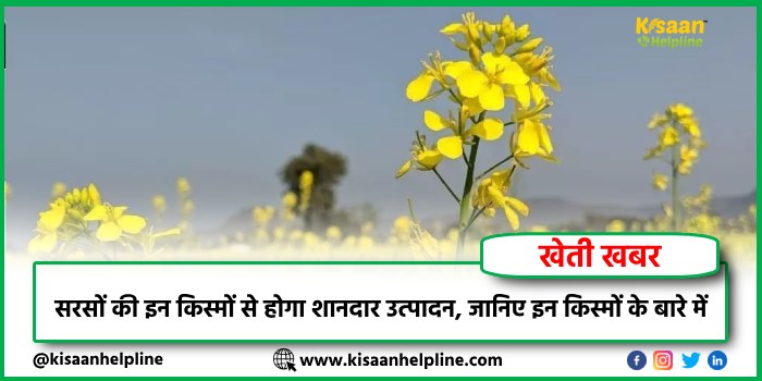 सरसों की इन किस्मों से होगा शानदार उत्पादन, जानिए इन किस्मों के बारे में