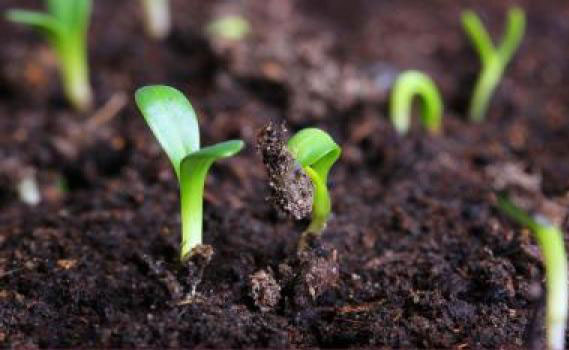 अपने खेत में खाद उपयोग के बारे में जानें