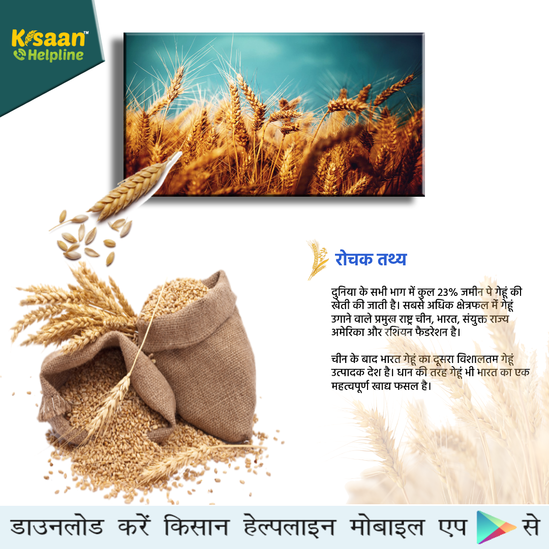 गेहूं की वैज्ञानिक पद्धति से खेती करने का तरीका, जानिए गेहूं की खेती संबंधित विशेष सलाह