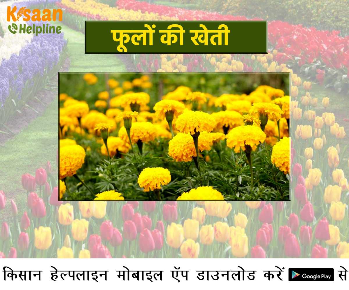 केंद्रीय कृषि मंत्री ने दी सलाह, किसान आय बढ़ाने के लिए करें फूलों की खेती