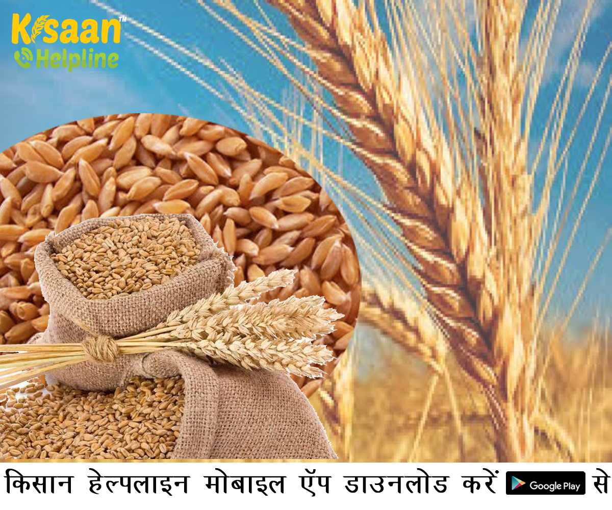 मध्य प्रदेश सरकार ने अधिकारियों को दिए निर्देश, बढ़ाएं शरबती गेहूं का रकबा