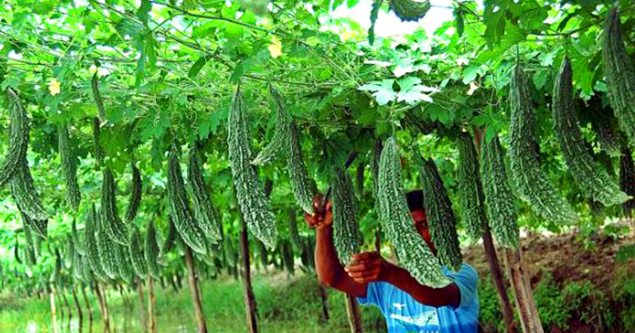 करेले की खेती देगी आपको 60 हजार रुपये प्रति एकड़