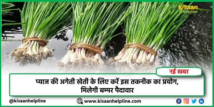 प्याज की अगेती खेती के लिए करें इस तकनीक का प्रयोग, मिलेगी बम्पर पैदावार