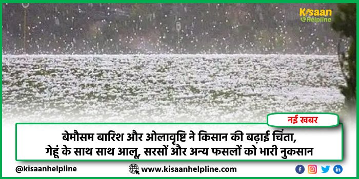 बेमौसम बारिश और ओलावृष्टि ने किसान की बढ़ाई चिंता, गेहूं के साथ साथ आलू, सरसों और अन्य फसलों को भारी नुकसान