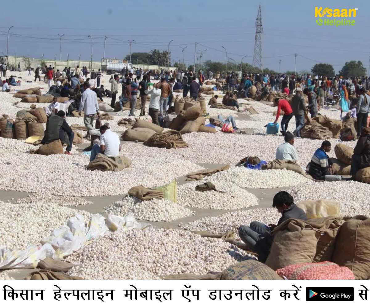लहसुन के कम दाम से मध्य प्रदेश के किसान हो रहे मायूस