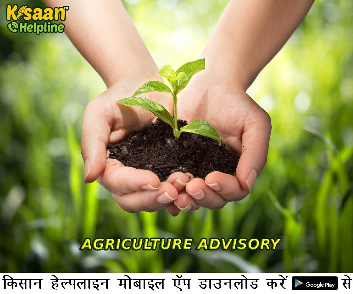 भीषण गर्मी और लू को देखते हुए पूसा के कृषि वैज्ञानिकों की सलाह