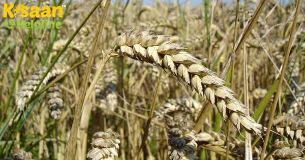 गेहूं का उत्पादन 113 मिलियन टन को पार कर सकता है: स्काईमेट