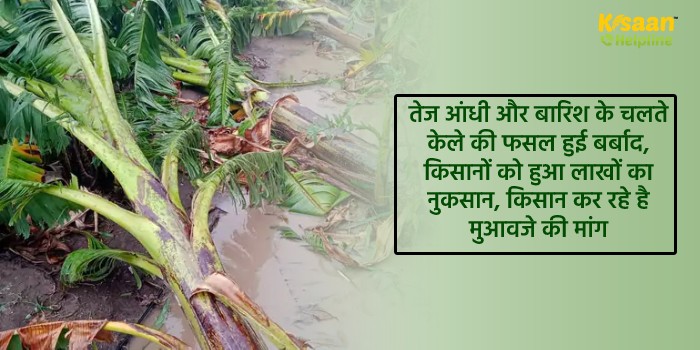 तेज आंधी और बारिश के चलते केले की फसल हुई बर्बाद, किसानों को हुआ लाखों का नुकसान, किसान कर रहे है मुआवजे की मांग