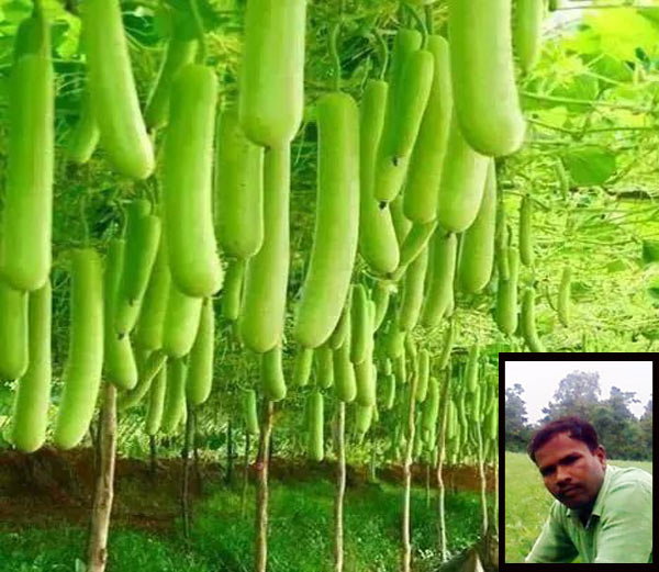 एक पौधे से उगाई 1000 लौकियां, खेती कर हर साल कमाते हैं 4 से 5 लाख रुपए 
